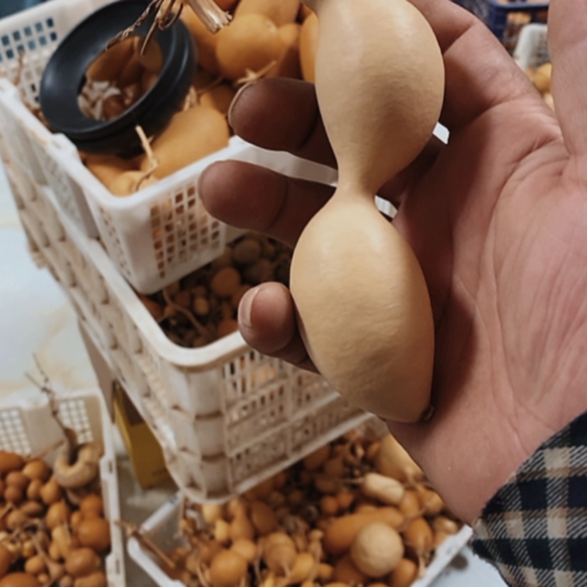 【闪购商品】铜葫芦牪****人