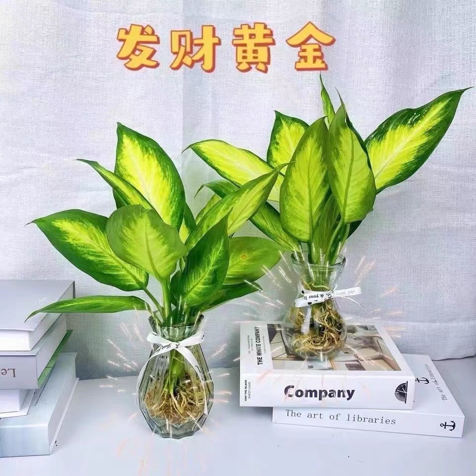 黄金玛丽安水培绿植盆栽粉黛万年青懒人植物室内桌面净化空气好养