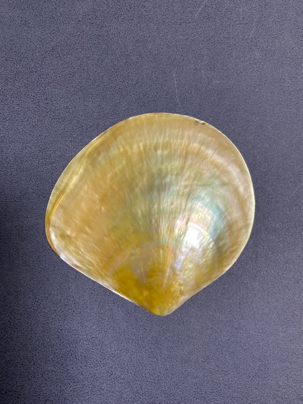 天然海螺贝壳黄蝶贝