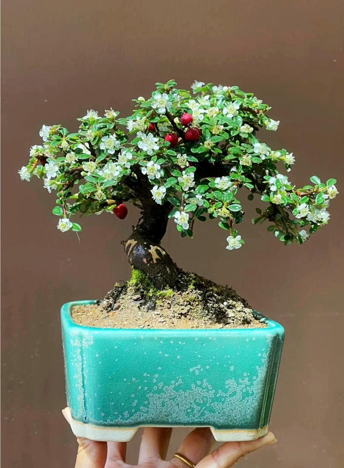 包邮2023珍珠米叶百花荀子铁马鞭植物拍卖链接