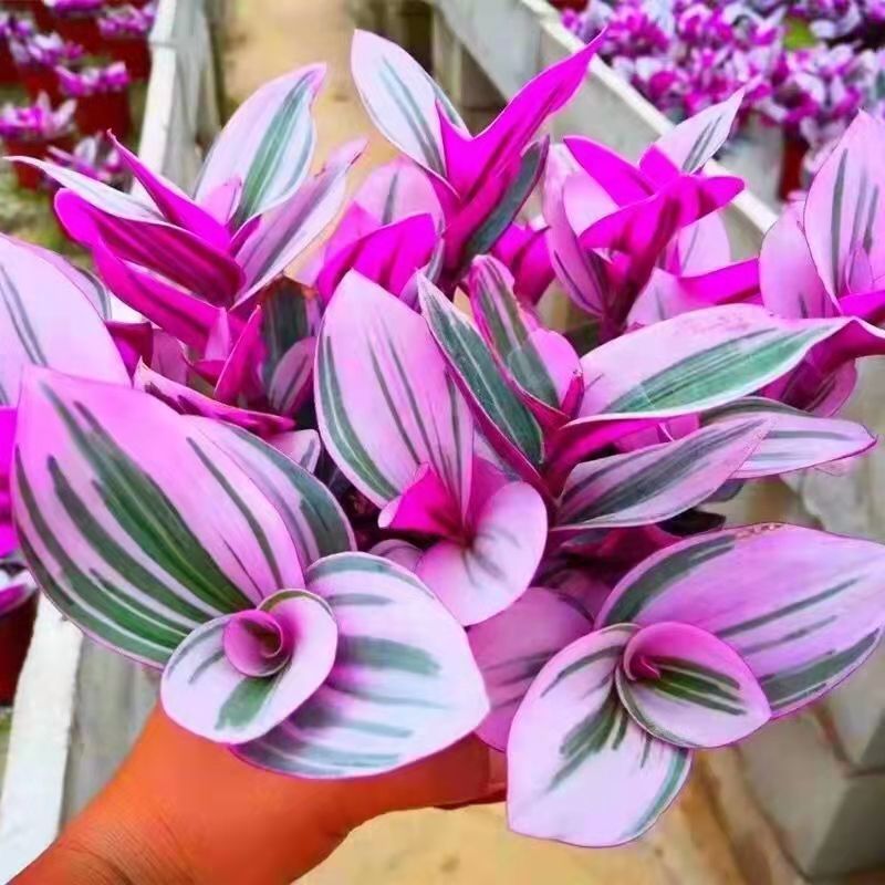 油画婚礼吊兰盆栽室内观叶植物绿植四季花卉吊兰绿植盆栽