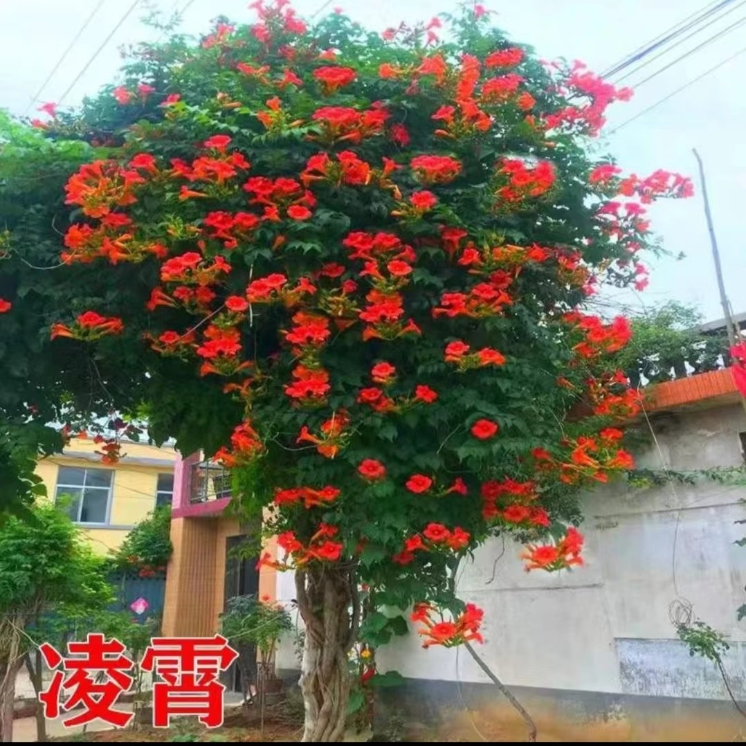 中华凌霄树苗爬藤植物中华美国凌霄带花别墅庭院绿化攀援花卉苗木