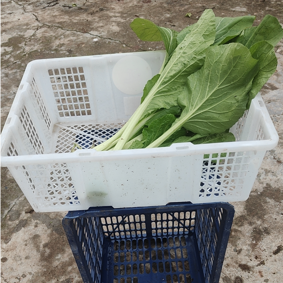 01南充二哥 叶绿菜半斤苗