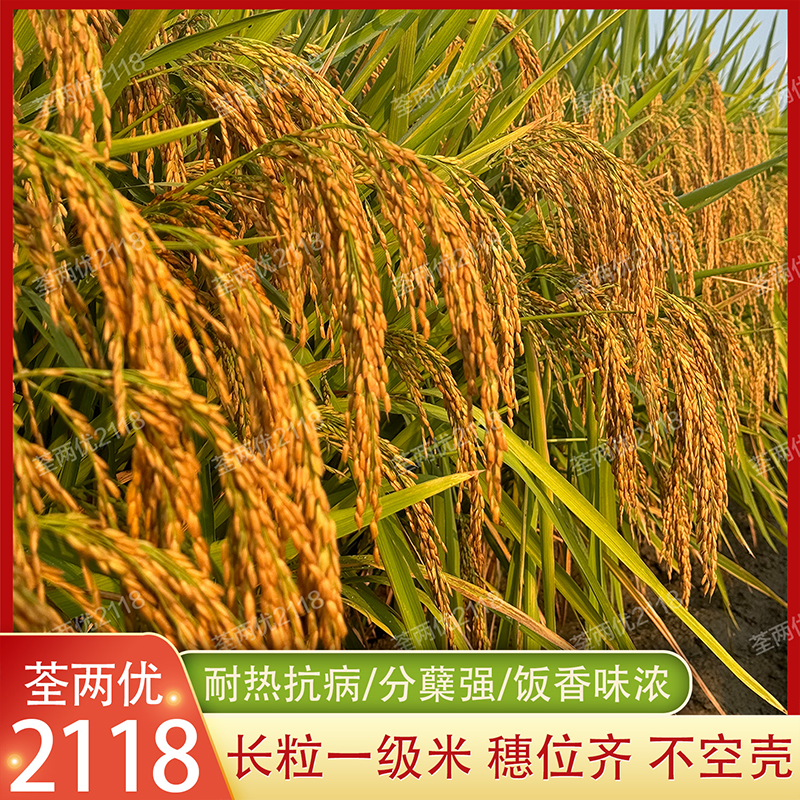 国审稻荃两优2118杂交水稻种子一级米优质粮食种子长粒香稻谷种籽