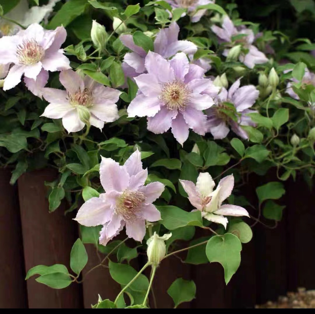 故里  大道系3类重剪矮生铁线莲 爬藤藤本花卉（2—3季花可垂钓）