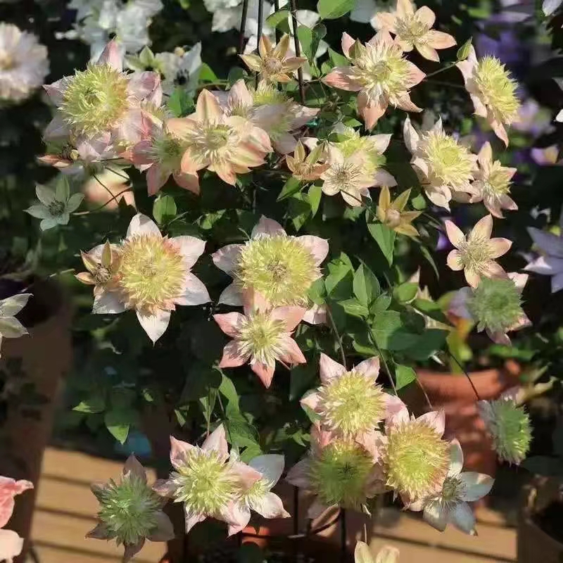 昼天使（桃万重） F系任意剪 铁线莲爬藤藤本花卉（温度合适四季花）