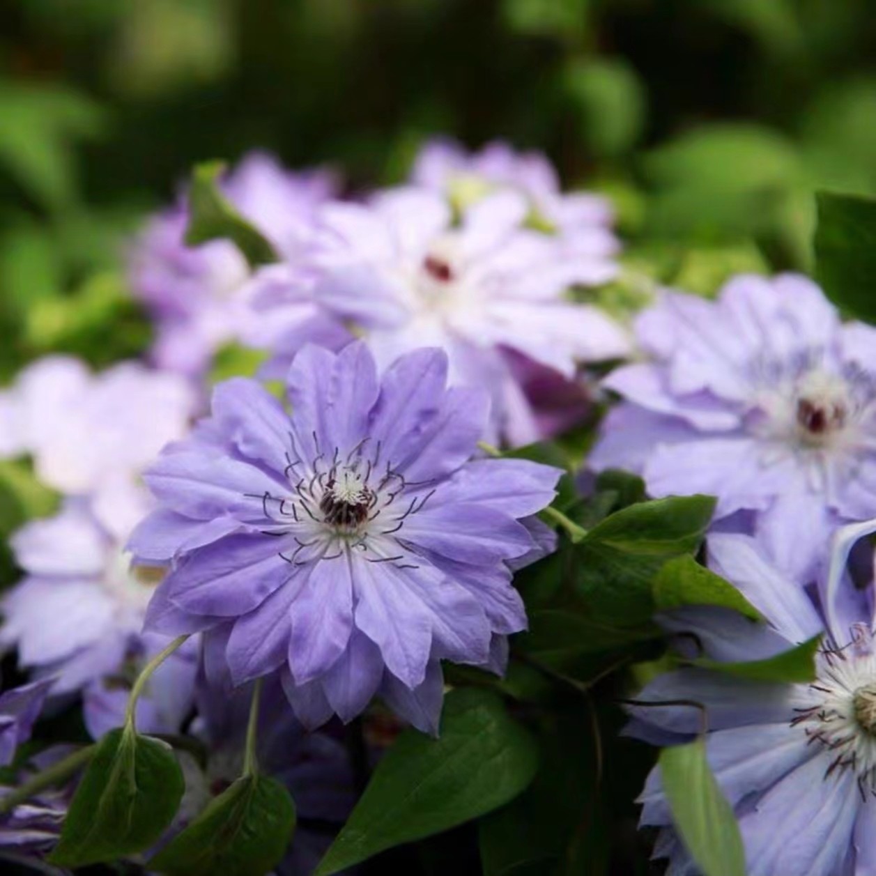 天盐  早花系2类轻剪 铁线莲 地载盆栽爬藤藤本花卉（2季花）