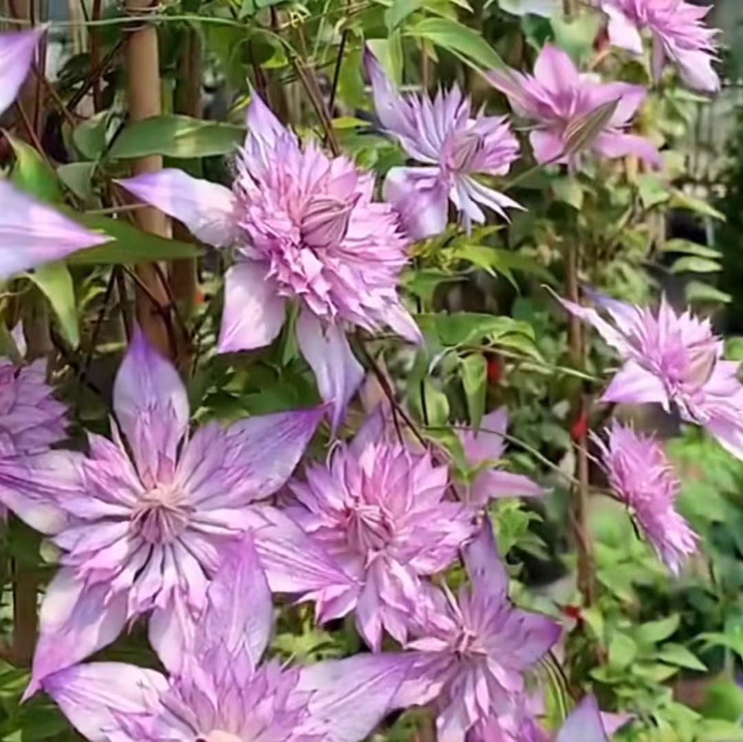 恭子小姐  F系任意剪 铁线莲地载爬藤藤本花卉（温度合适四季花）