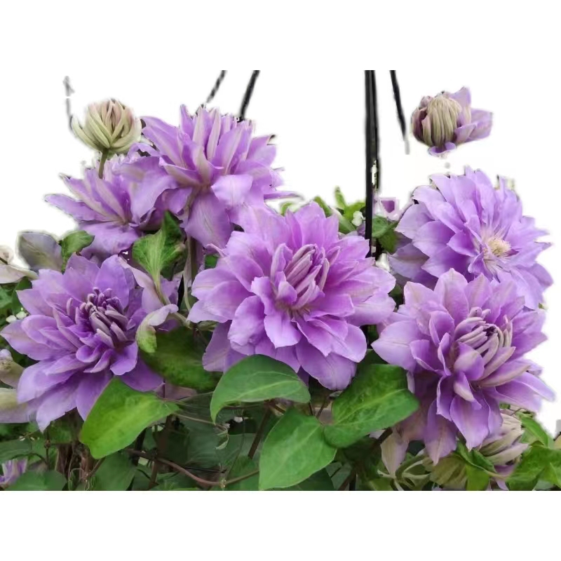 重瓣丹妮  早花系2类轻剪 铁线莲 地载盆栽爬藤藤本花卉（2季花）