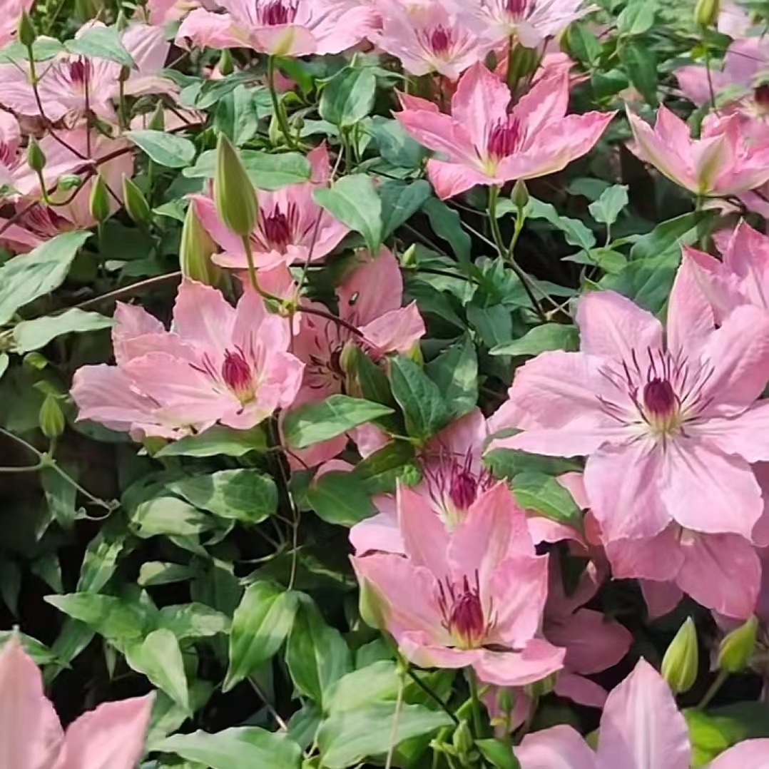 莎拉伊丽莎白  大道系3类重剪 矮生铁线莲 花卉（2—3季花可垂钓）