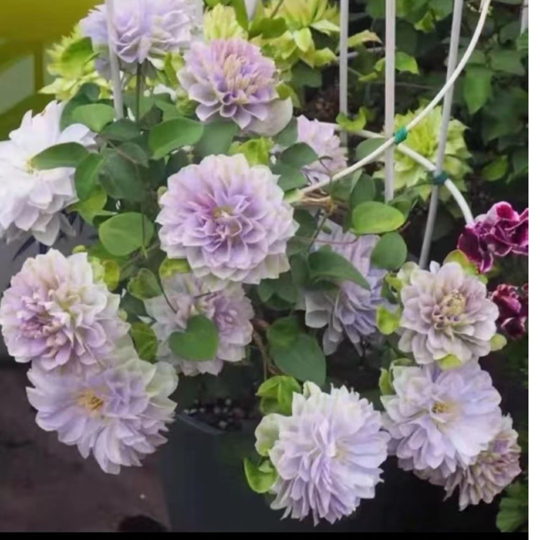 琉璃   早花系2类轻剪 铁线莲 地载盆栽爬藤藤本花卉（2季花）