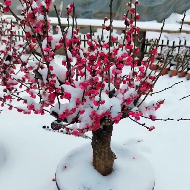 【捡漏价】红梅花盆栽老桩 新手耐寒好养 