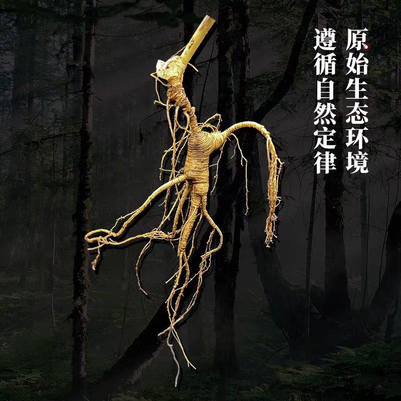 林下籽参人参直拍链接（改价链接3）