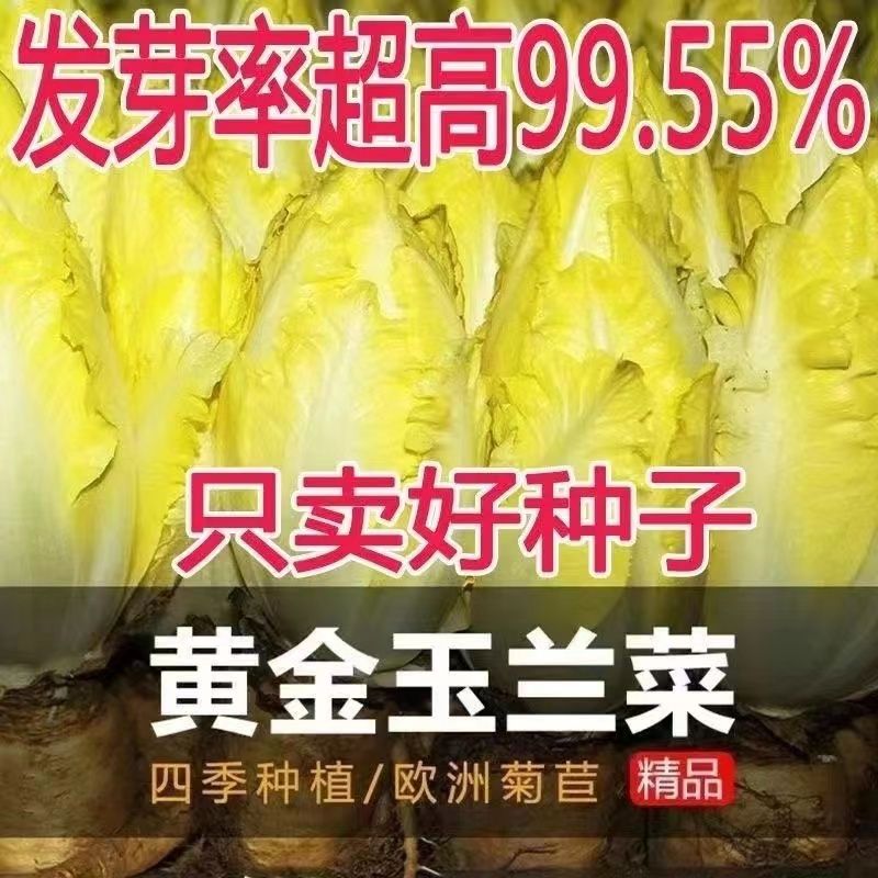 金玉兰菜种软化菊苣种子种籽苗苦苣苗根 菜苗四季菜根蔬菜特色孑