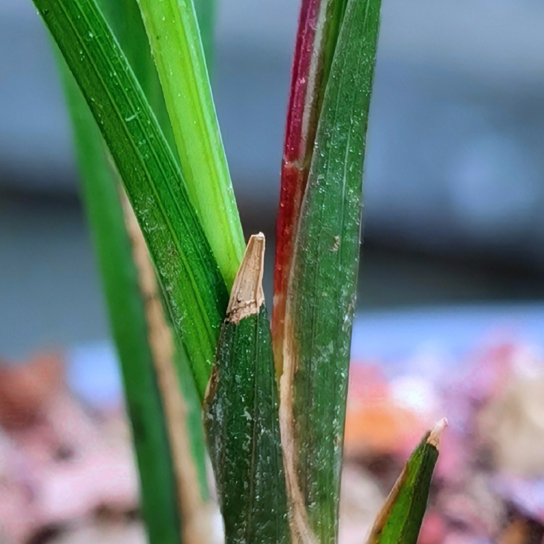 大兵家花宠粉福利春季盆栽美观白色客厅兰花黄色食用冬季紫色栽培
