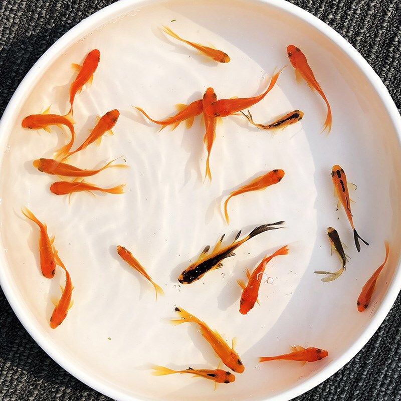 冷水草金鱼观赏鱼耐活好养淡水小鱼不用加温宠物小红草锦鲤活体鱼
