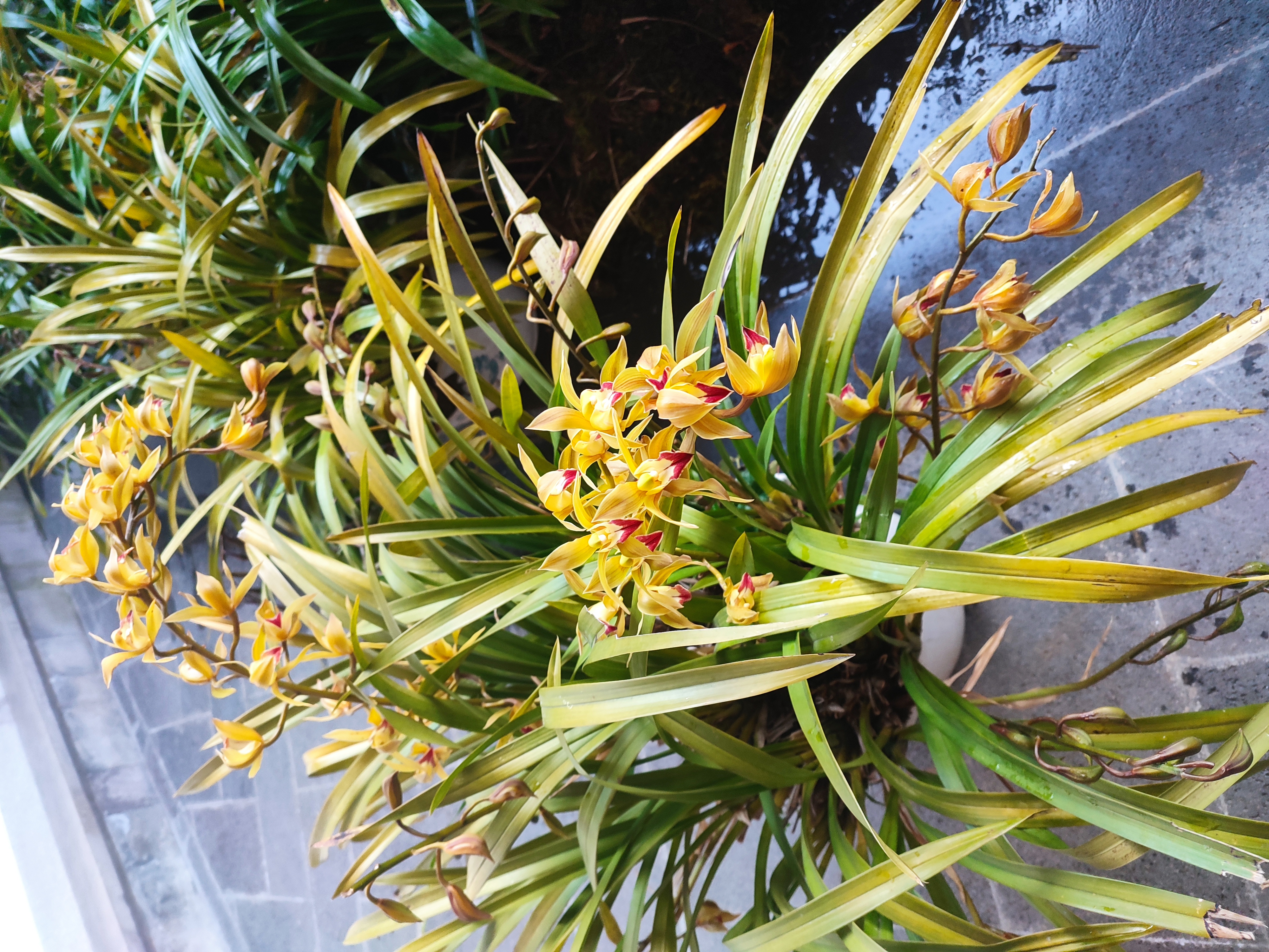 虎头兰-红嘴鸥（直播间议价购买）