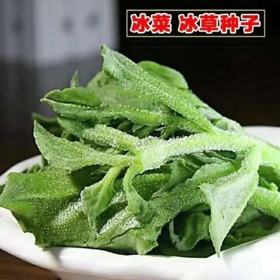 营养冰菜种子四季播春夏秋阳台盆栽蔬菜种子易种冰草种子青菜种籽