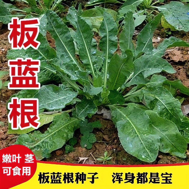 板蓝根种子家种中药材大青叶泡茶盆栽可食用特色野菜耐寒蔬菜种子