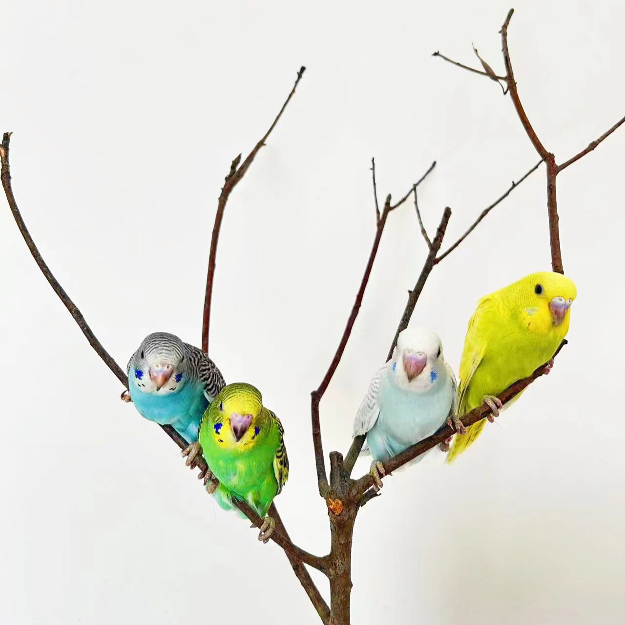 1个  手玩虎皮鹦鹉宠物鸟活体宠物鸟观赏鸟