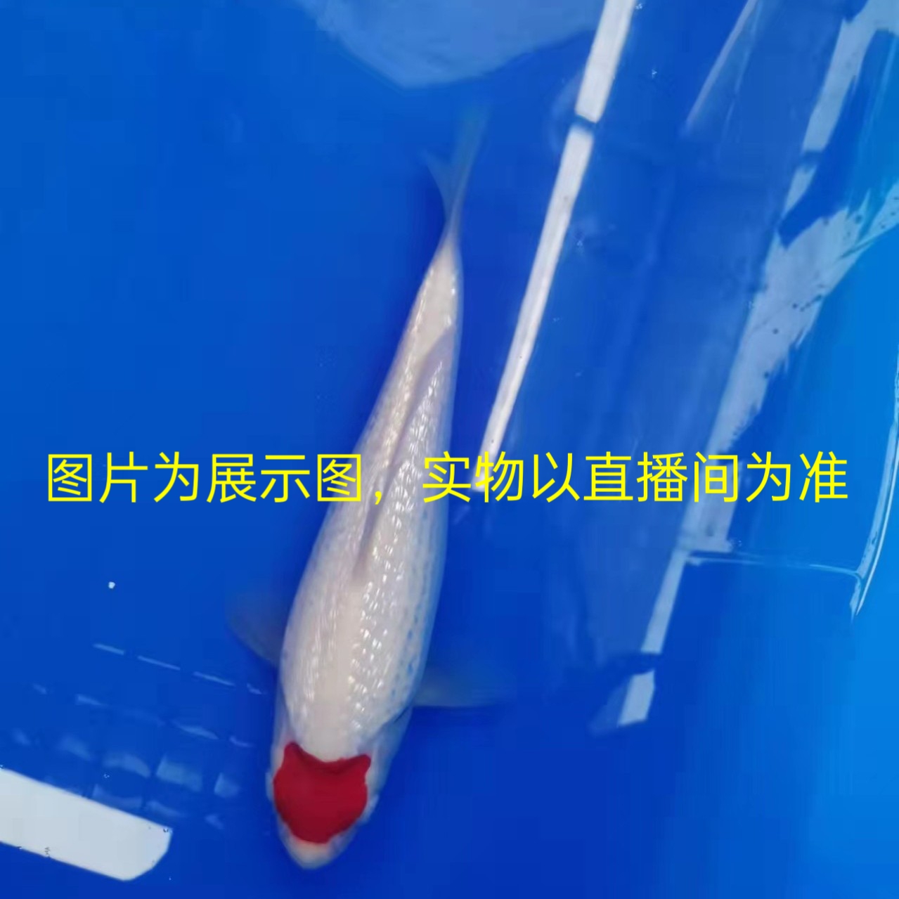 锦泓锦鲤观赏鱼大日板井丹顶红白昭和大正