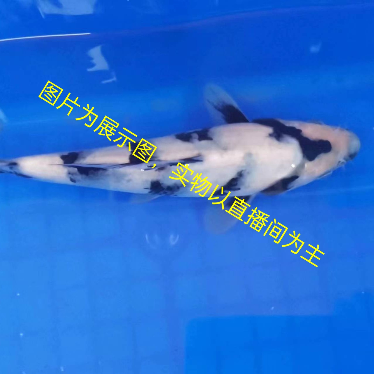 徐州大正昭和单顶锦泓锦鲤观赏鱼（2000）