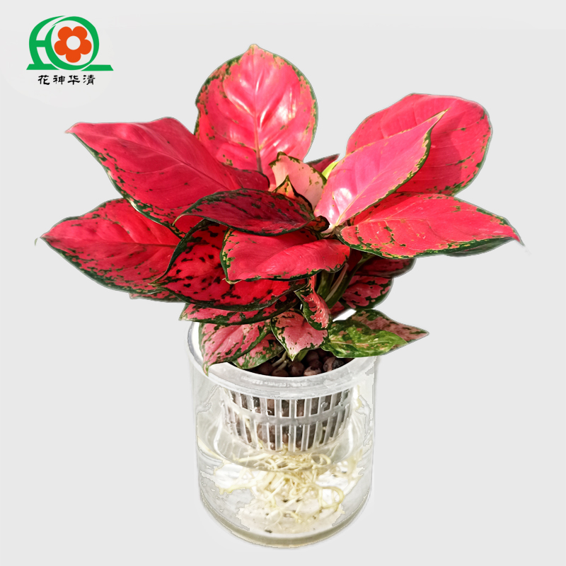 花神华清红颜万年青水培花卉水养盆栽植物卫生干净好养办公桌绿色