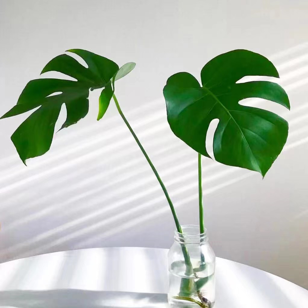 【直播】老桩龟背竹水培花卉绿植水养盆栽植物时尚网红干净好养