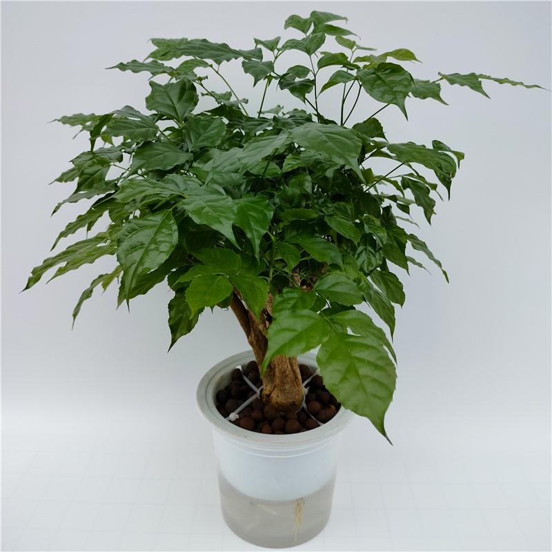 花神华清幸福树水培花卉绿植水养盆栽植物卫生干净好养办公桌绿色