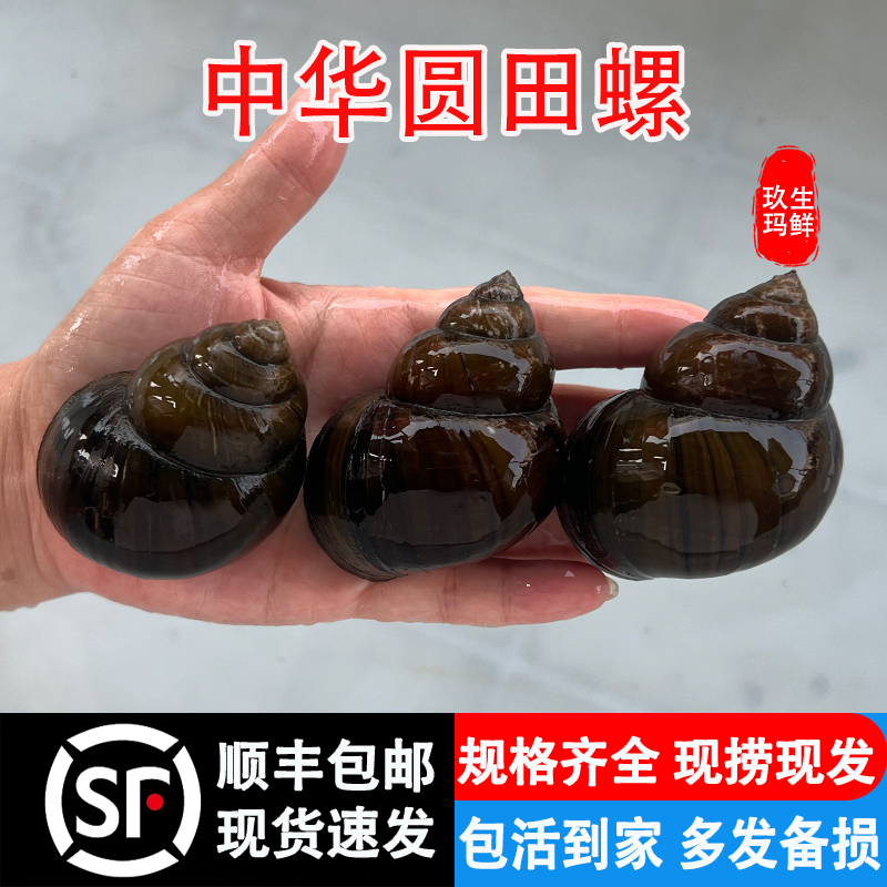 湖北中华圆田螺现摸现发鲜活大号干净泥螺大螺蛳螺蛳活体带泥干净