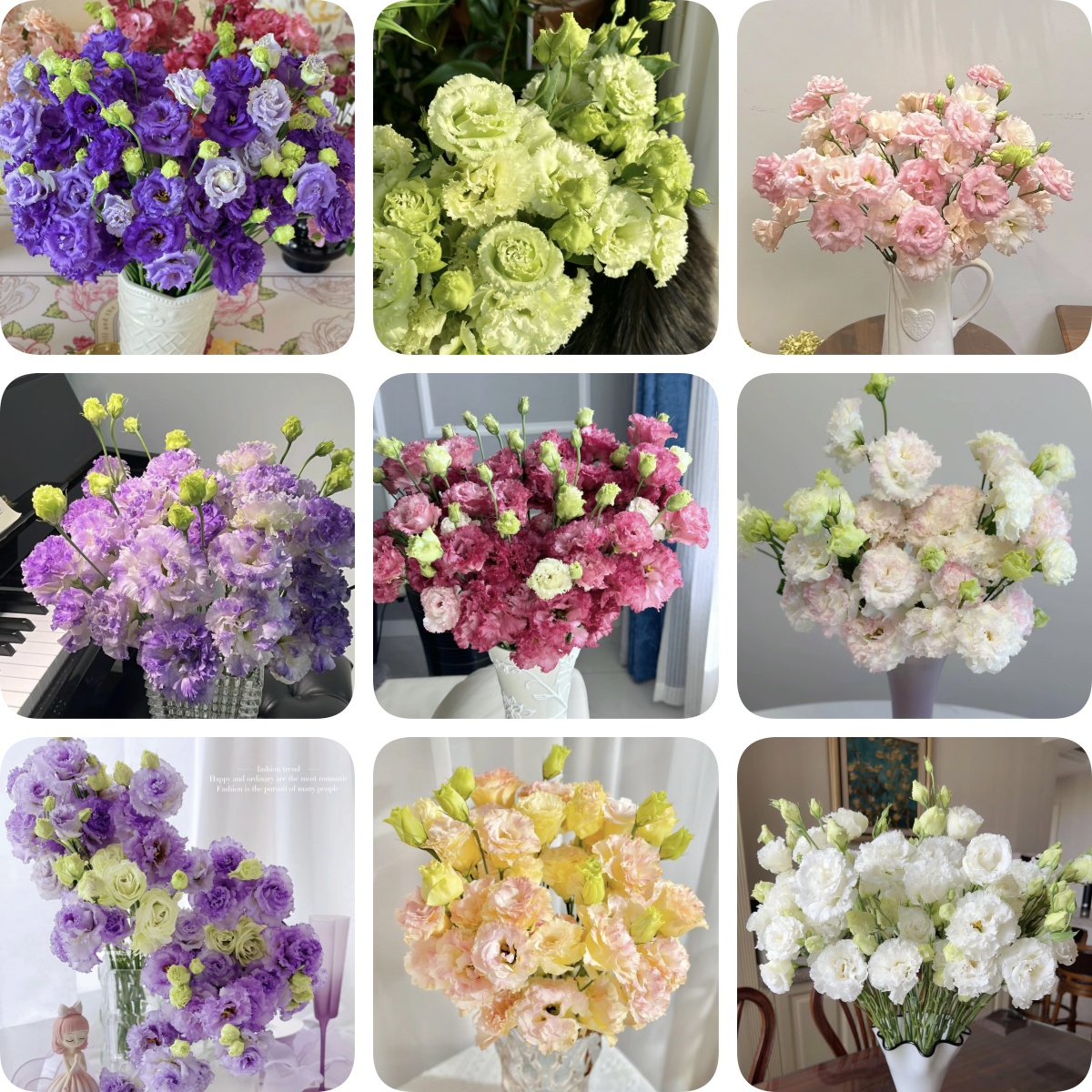 【混色洋桔梗大花苗】进口品种高杆切花苗盆栽四季开花耐热易存活