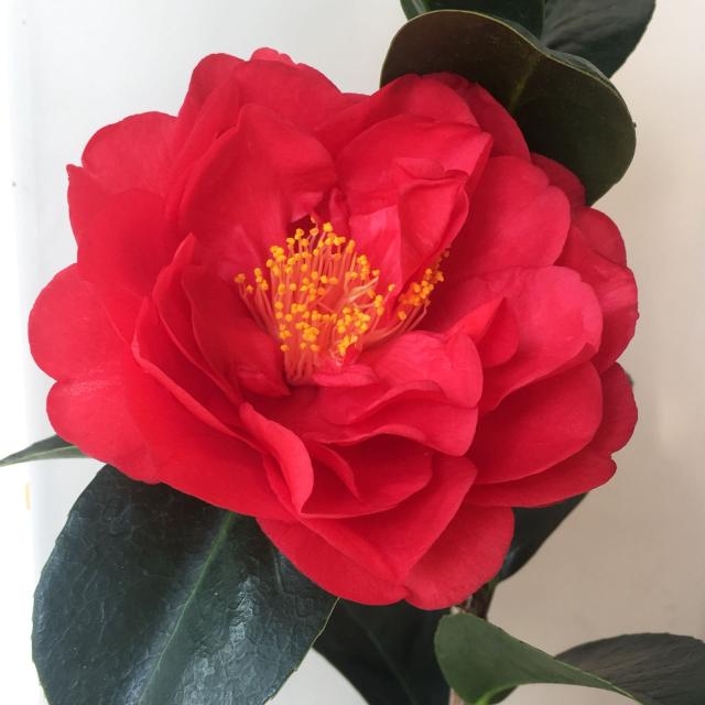 四季茶花夏日七心重瓣树苗盆栽耐寒耐热阳台植物四季常青好养原盆