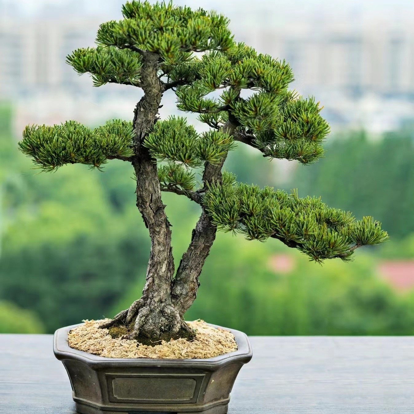 雨墨盆景 一物一拍 精品米叶罗汉松