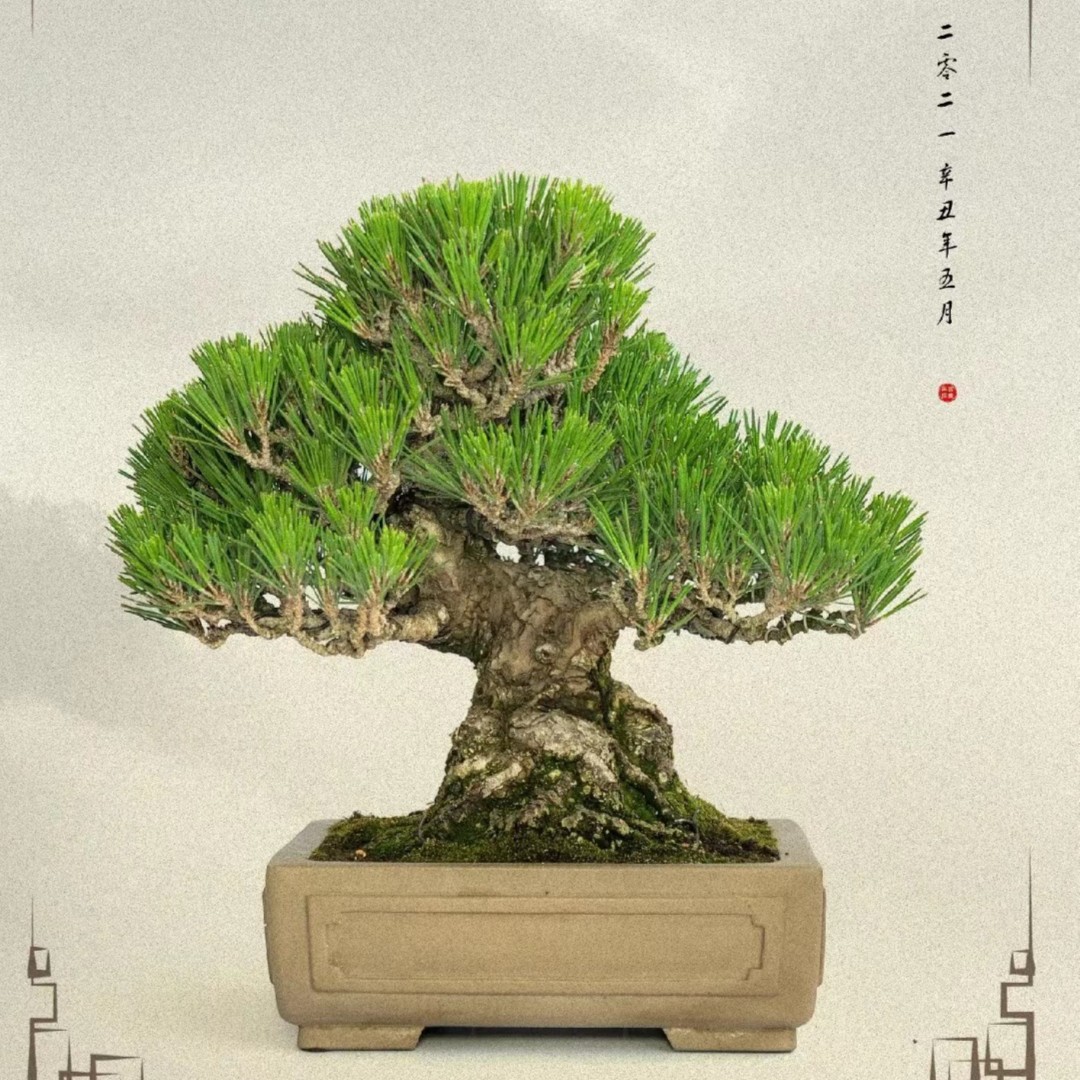 雨墨盆景 一物一拍 精品米叶罗汉松