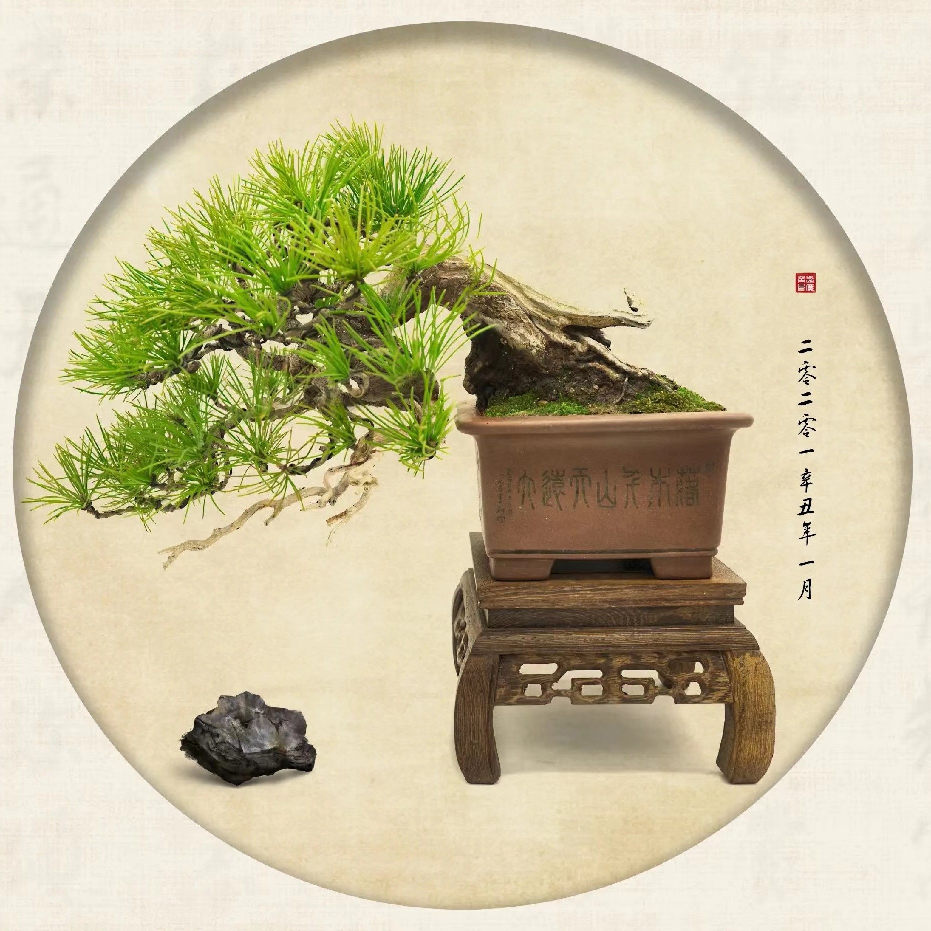 雨墨盆景 一物一拍 精品米叶罗汉松