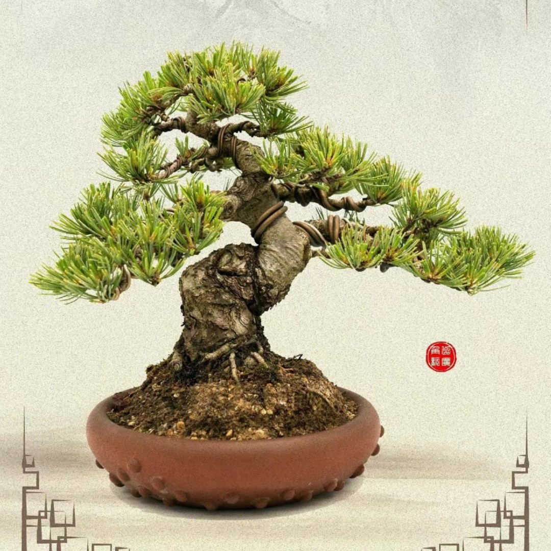 雨墨盆景 一物一拍 精品米叶罗汉松