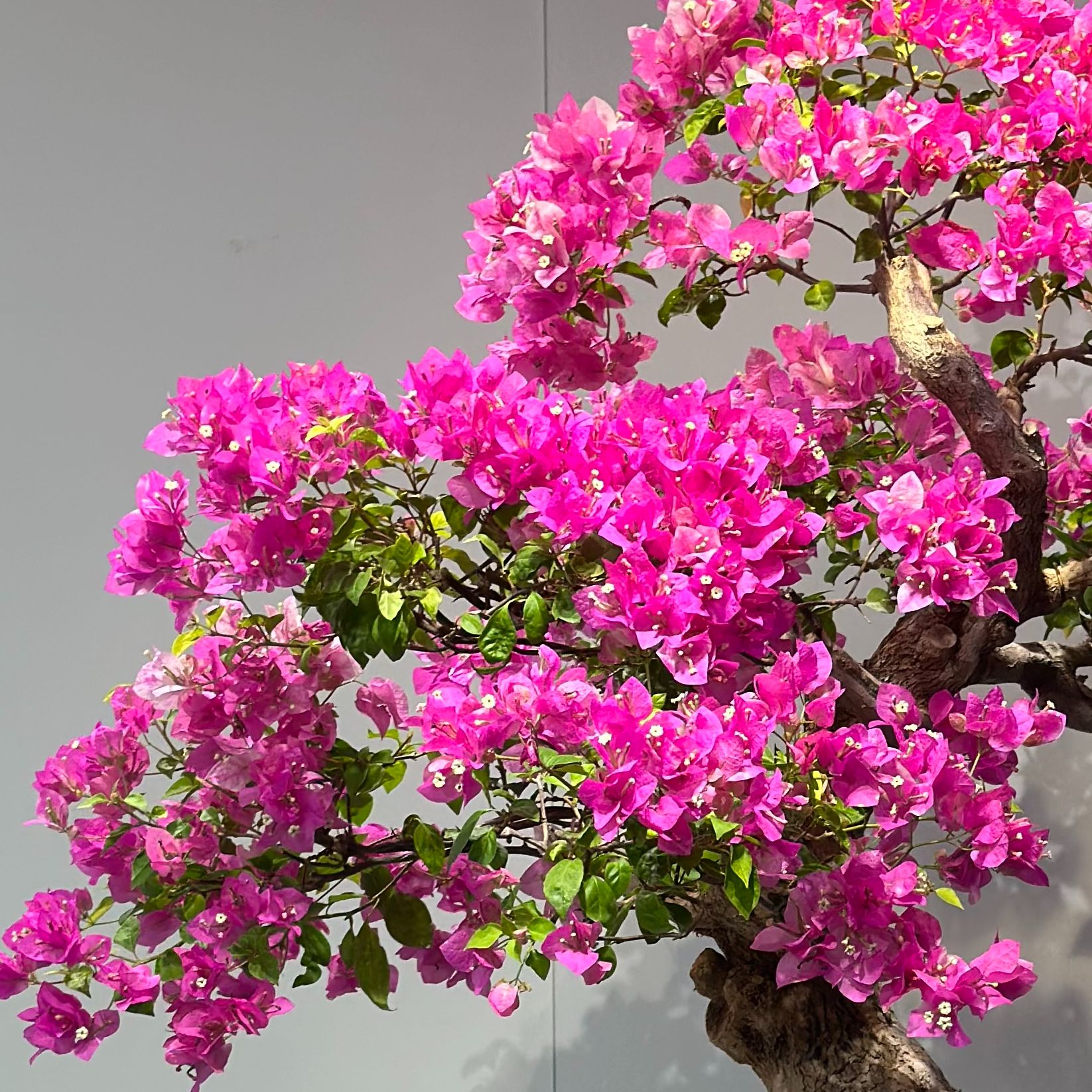 【一物一拍】三角梅多款造型盆景【通用链接】【非直播期间勿拍】