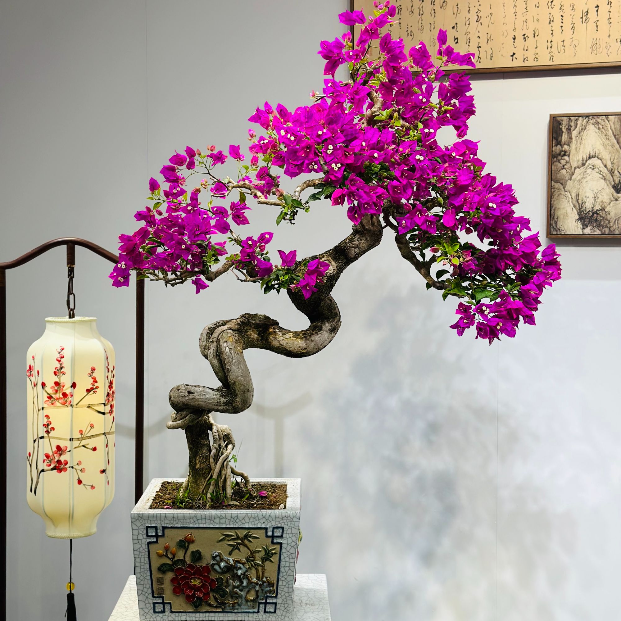 精品老桩三角梅小叶紫造型老桩三角梅客厅阳台庭院摆件