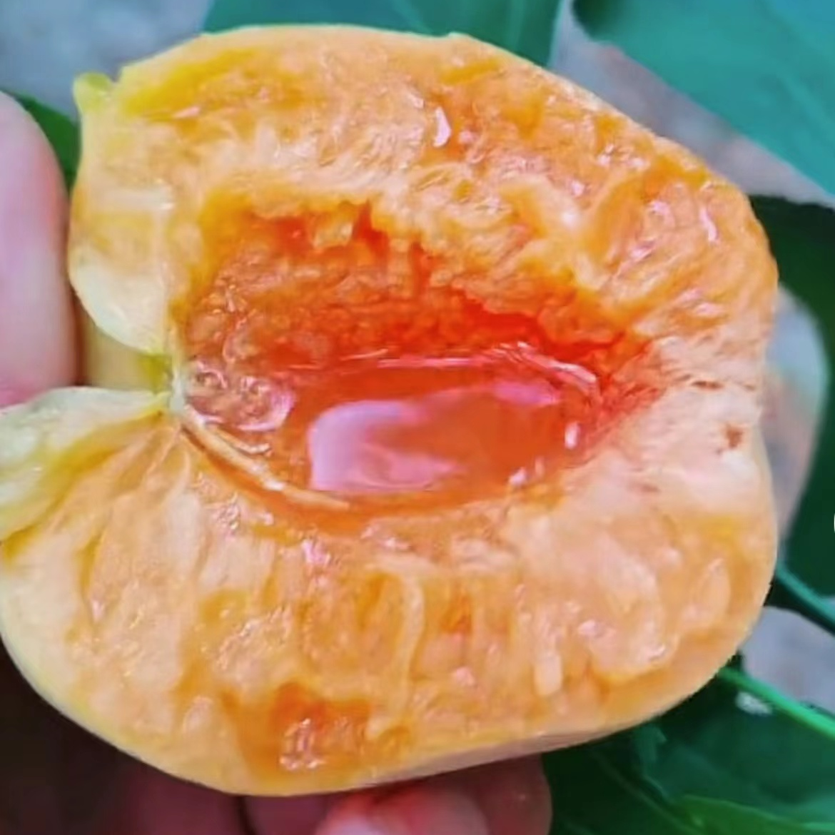 半斤大白杏垃圾小苗裸根苗，不包活