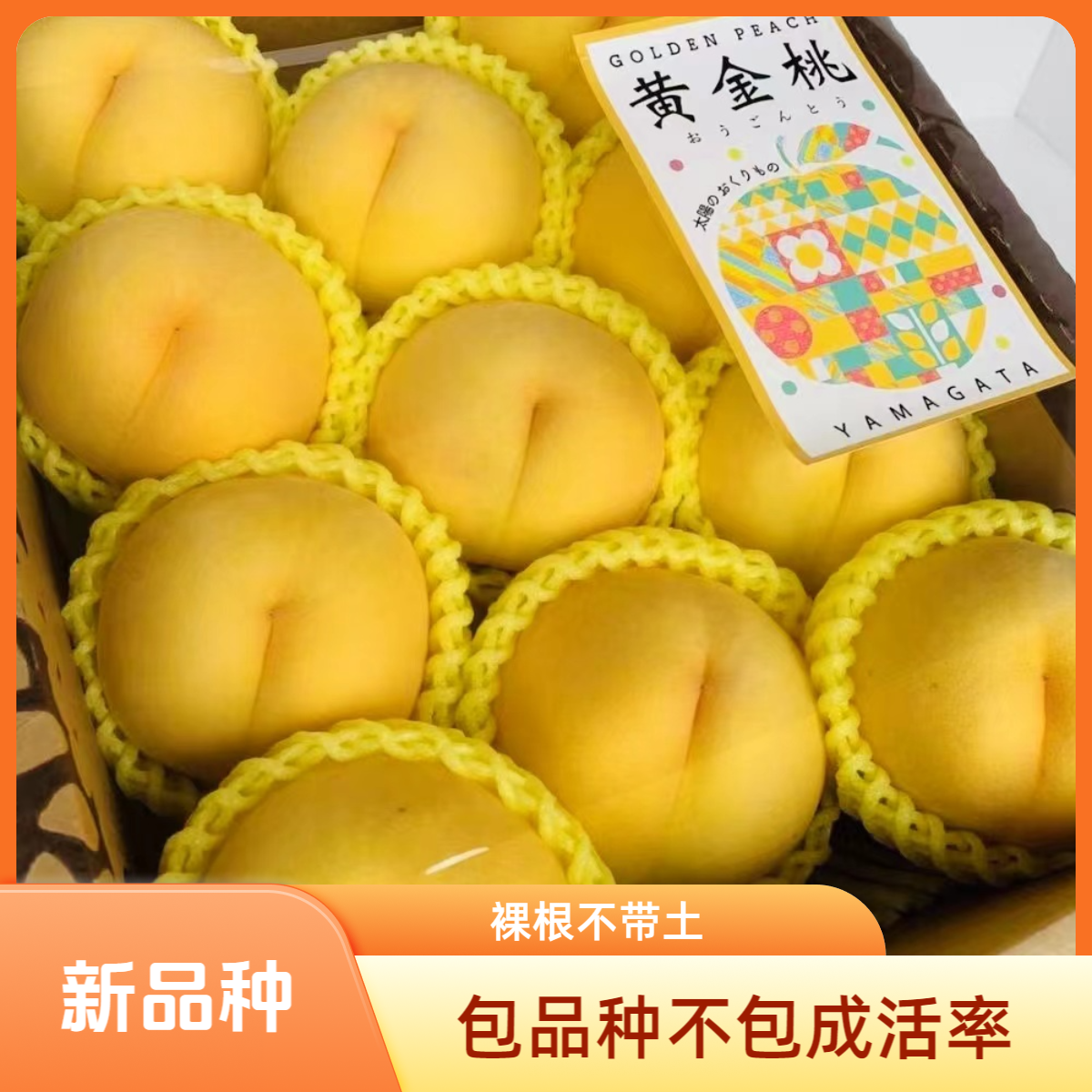 甘黄金桃树苗（8月中）裸根苗，不包活