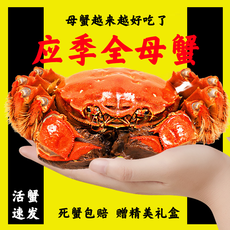 【活蟹】大闸蟹全母蟹2.5-2.8两6-10只饱满苏州精品现货螃蟹礼盒装