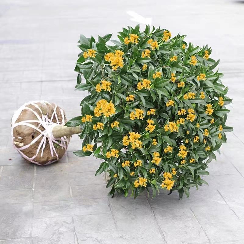 桂花树苗四季桂花卉盆栽八月桂花苗金桂大树地栽开花浓香丹桂庭院