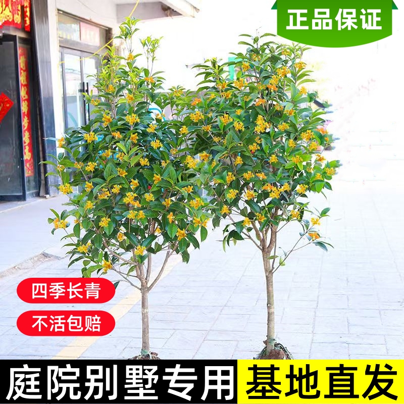 桂花树苗地栽四季常青桂花树金桂丹桂大树苗庭院植物阳台浓香花卉