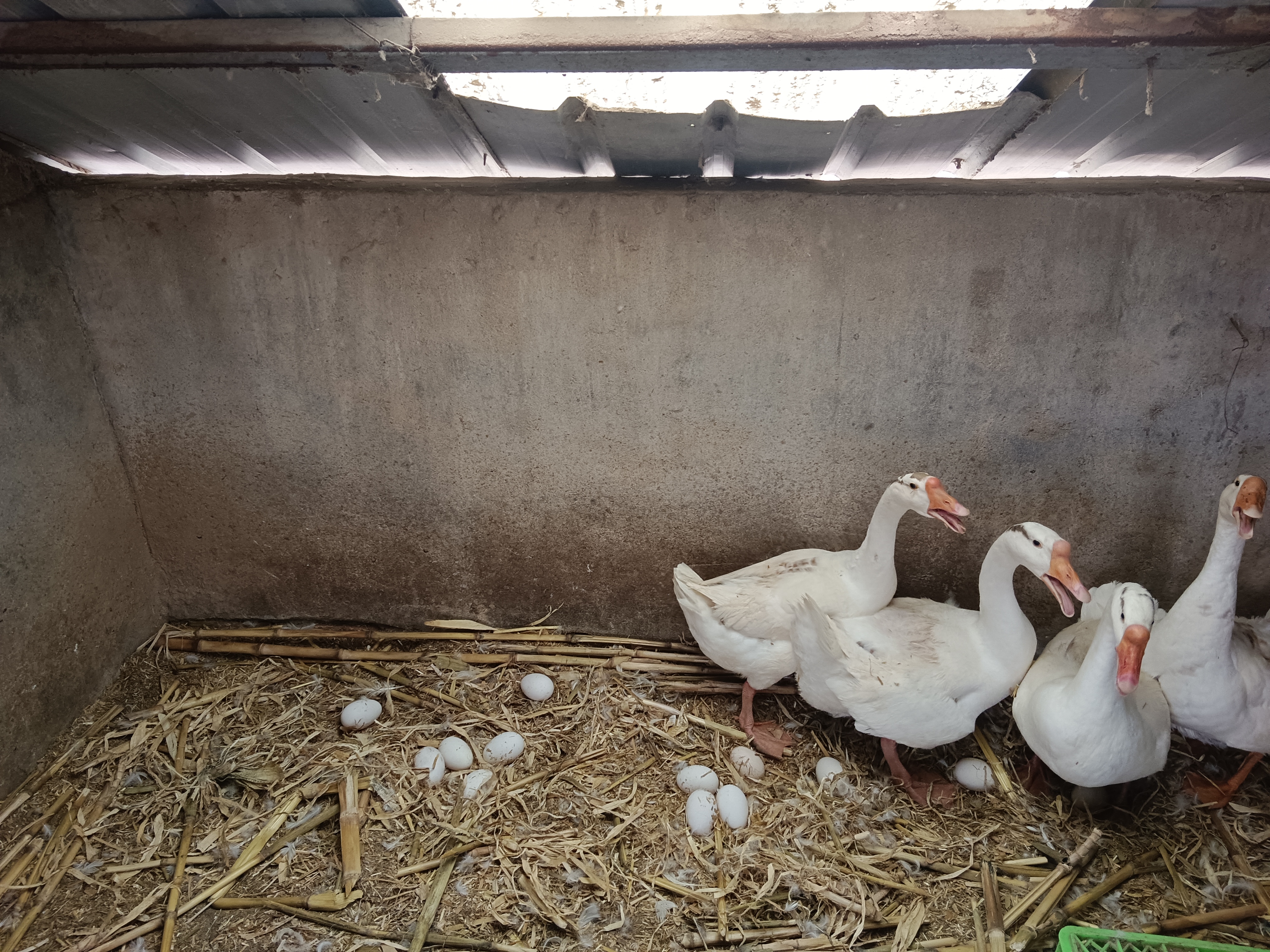 林间散养鹅蛋，纯绿色养殖，不添加任何饲料，一枚120克左右