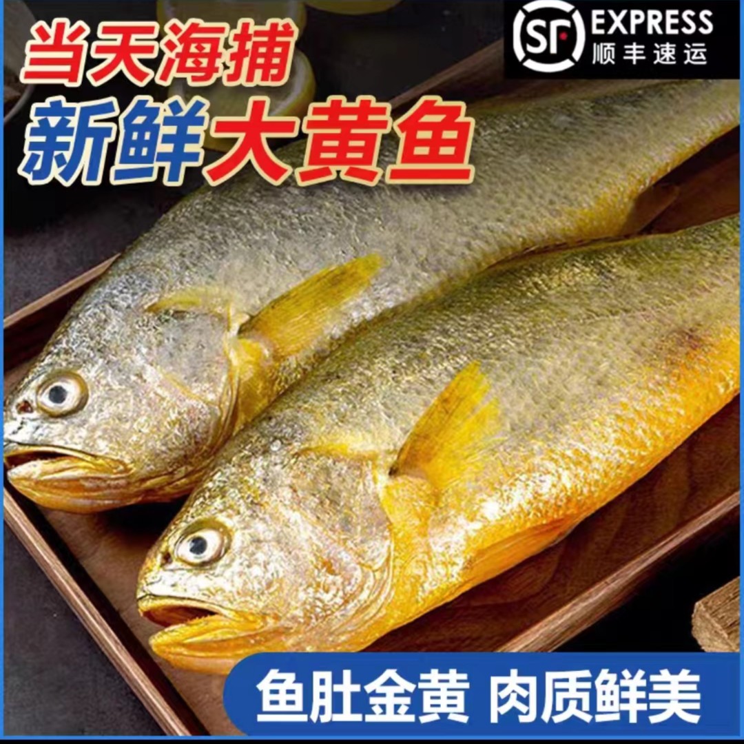 8【小月推荐】海洋黄花鱼8-9两/条 鲜活锁鲜新鲜单独包装 拍3发5