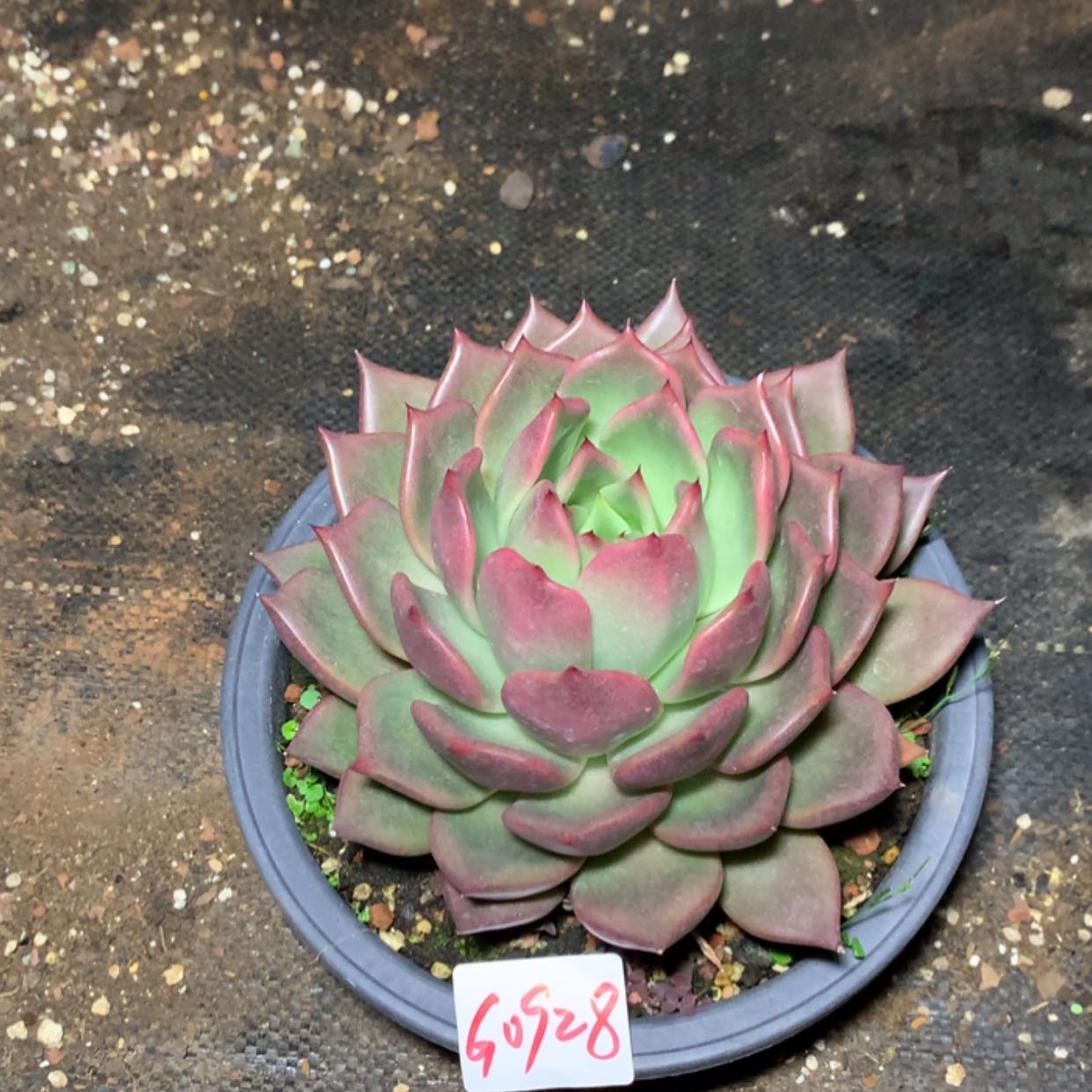 【闪购商品】老****代0928