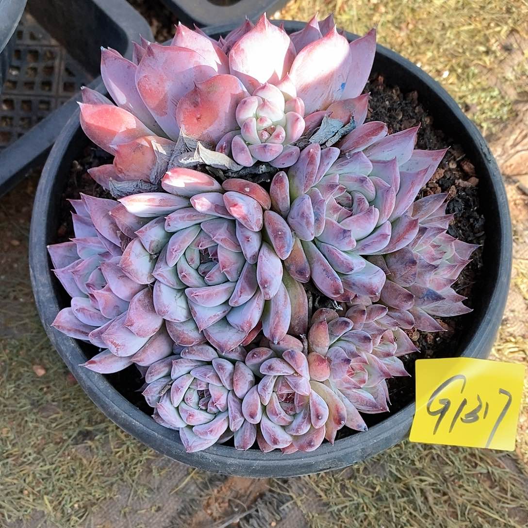 多肉植物多肉植物1317