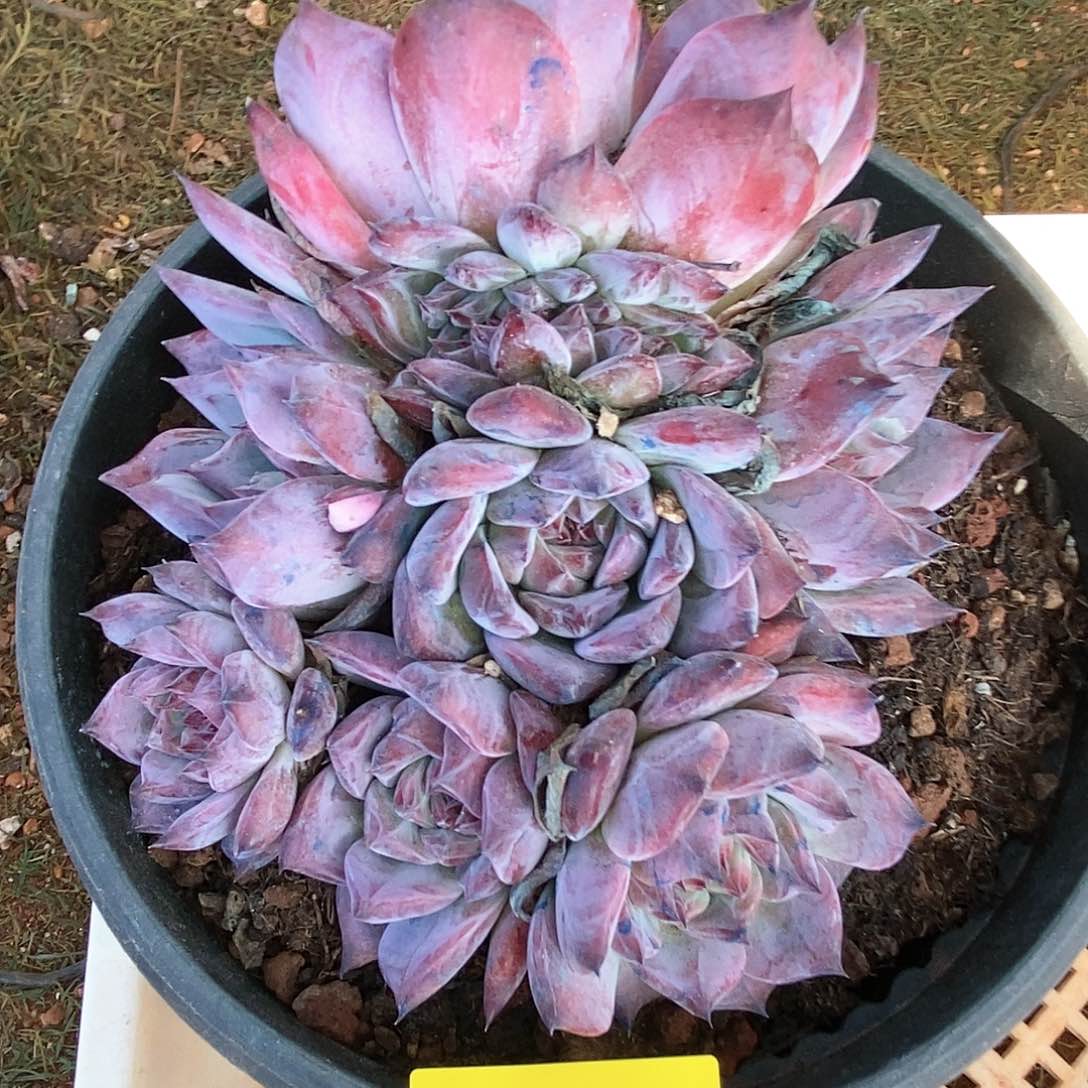 多肉植物多肉植物1212原卡缀化