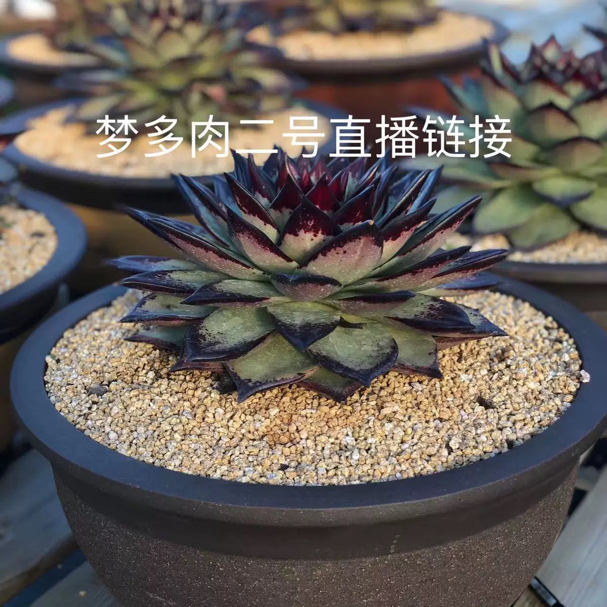 梦多肉二号一物一拍链接裸根发货