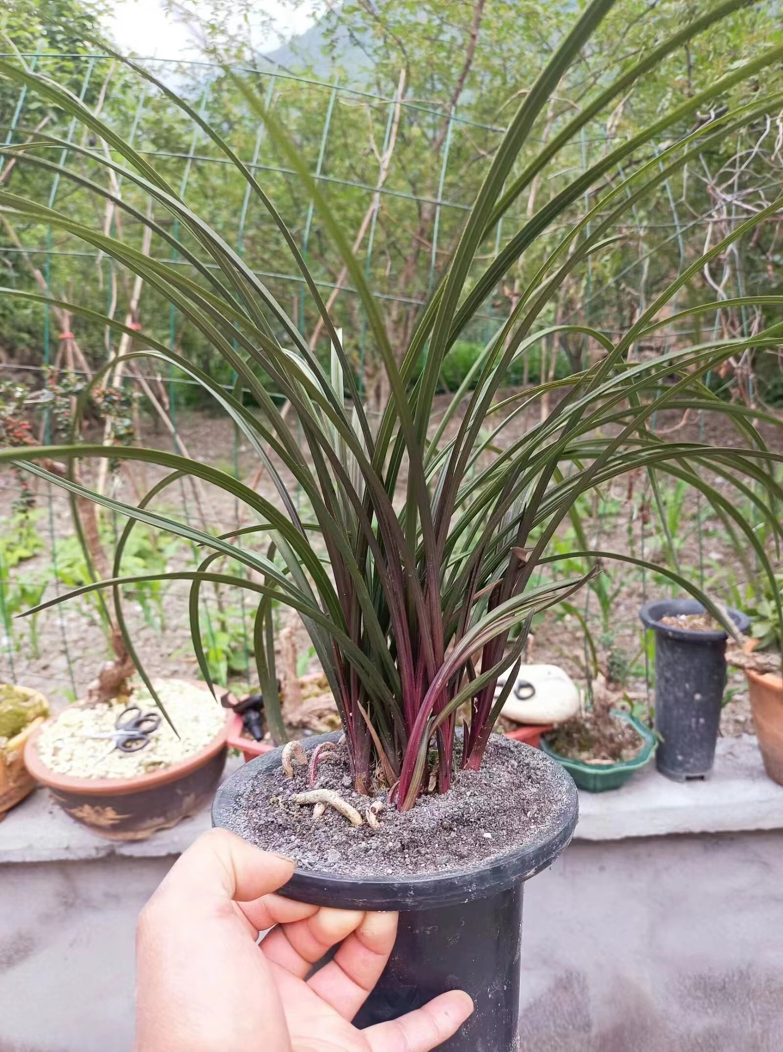 直播间专用链接蕙兰红香妃